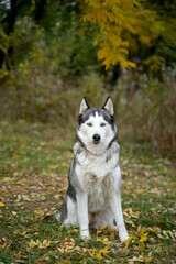Husky sits in a green forest in nature