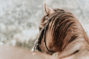 Pferd / Pony / Winter