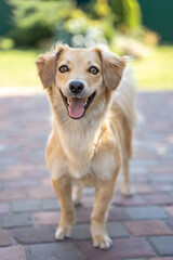 Red dog looking at the camera,  portrait