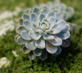 Beautiful bunch of Echeveria