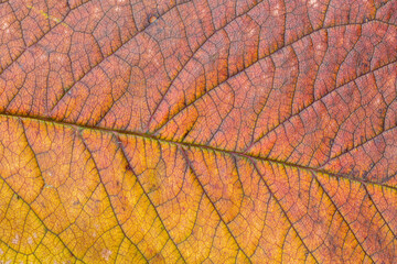 Close-up of a cherry leaf with the colors of autumn. Cerasus.