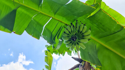 banana on tree with sky