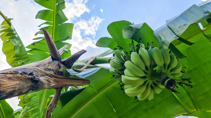 banana on tree with sky