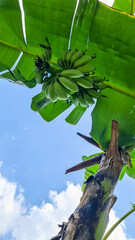 banana on tree with sky