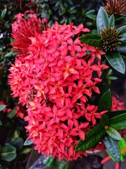 Jungle Geranium, Flame of the Woods or Jungle Flame or Pendkuli (Ixora coccinea), Red Flowers like a Bouquet in a Garden