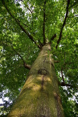 Naklejka premium Ceiba pentandra is a tropical tree of the family Malvaceae. The tree is cultivated for its cottonlike seed fibre, particularly in south east Asia, and is also known as the Java cotton, Java kapok.