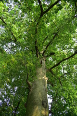 Ceiba pentandra is a tropical tree of the family Malvaceae. The tree is cultivated for its cottonlike seed fibre, particularly in south east Asia, and is also known as the Java cotton, Java kapok.