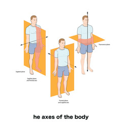 Anatomical planes of the body, Anatomical planes of sections, showing the sagittal, coronal and transverse planes from the female body