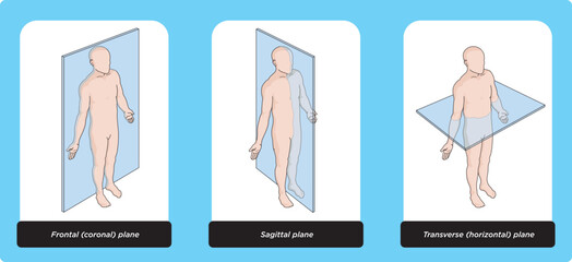 Anatomical planes of the body, Anatomical planes of sections, showing the sagittal, coronal and transverse planes from the female body