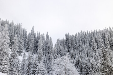 coniferous trees covered with snow during sunset