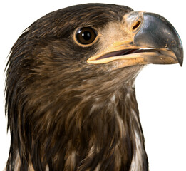Head of eagle isolated on white background