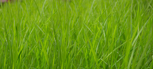 Beautiful crop field of Bangladesh