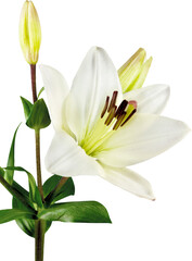 white lily flower