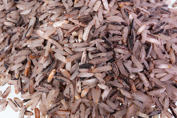 Thai Riceberry rice : Close-up pile of rice called riceberry rice , rice with high nutrients  on white background.