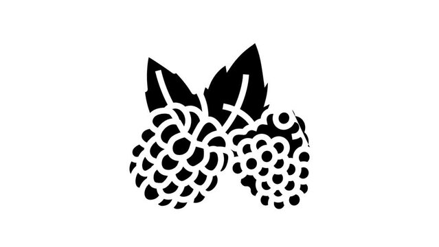 raspberry plant leaf fresh line icon animation