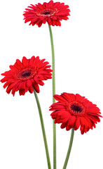 Red gerbera flowers on background