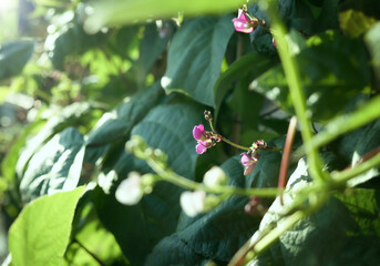 Purple bean blossom with defocused foliage. Close up of Purple Peacock bean plants mixed with Kentucky Blue Beans growing in garden. Known as Phaseolus vulgaris. Selective focus on purple flower.