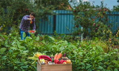 A farmer collects vegetables in the garden. Selective focus.