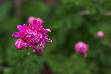 Autumn pink chrysanthemums blooming in the garden. Chrysanthemum flowers blooming in the garden on a sunny day. Chrysanthemum flower. Pink chrysanthemum on a dark blurry background. Soft focus. 
