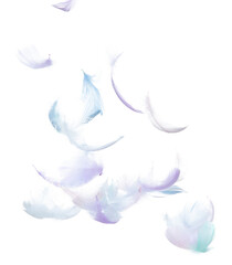 Many Pastel Feather fly fall in Air over white background isolated. Puffy Fluffy soft feathers as...