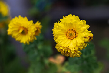 Yellow chrysanthemum flowers. Chrysanthemum flowers blooming on a sunny day. Yellow chrysanthemums on a dark blurry background. Autumn yellow chrysanthemums blooming in the garden. Soft focus. 