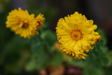 Yellow chrysanthemum flowers. Yellow chrysanthemums on a dark blurry background. Autumn yellow chrysanthemums blooming in the garden. Chrysanthemum flowers blooming on a sunny day. Soft focus.