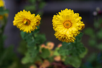 Yellow chrysanthemum flowers. Yellow chrysanthemums on a dark blurry background. Chrysanthemum flowers blooming on a sunny day. Autumn yellow chrysanthemums blooming in the garden. Soft focus.