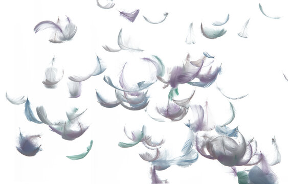 Many Pastel Feather fly fall in Air over white background isolated. Puffy Fluffy soft feathers as purity smooth like dream floating dove in sky. Angle flying from heaven, photo motion