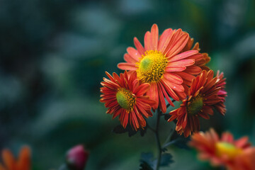 Red-orange chrysanthemums on a dark blurry background. Red-orange chrysanthemum flowers. Blooming red-orange chrysanthemums in the autumn garden. Soft focus. 