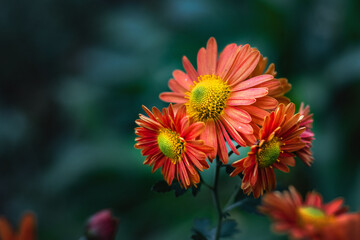Red-orange chrysanthemum flowers. Red-orange chrysanthemums on a dark blurry background. Blooming red-orange chrysanthemums in the autumn garden. Soft focus. 