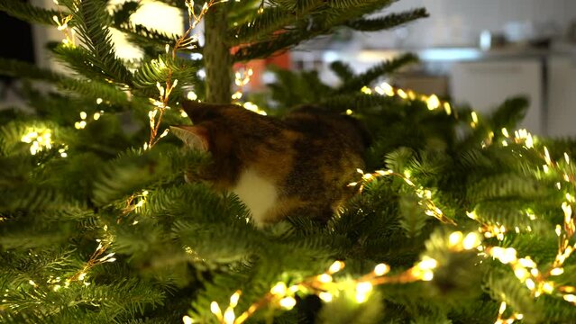 Cute cat sits inside the Christmas tree surrounded by LED garland, stuck or climbing on a new year tree. Xmas at home, pet concept