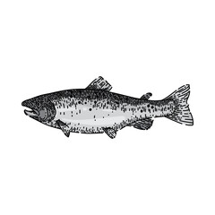 Naklejka premium salmon fish hand drawn vector. freash raw, sea food, trout seafood, meat whole fillet steak, wild atlantic salmon fish sketch. isolated color illustration