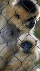 An adorable baby monkey sitting in his mother's arms