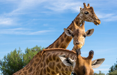 Three curious giraffes came in front of the camera