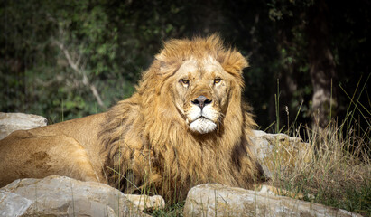 Male lion with a beautiful mane sitting down