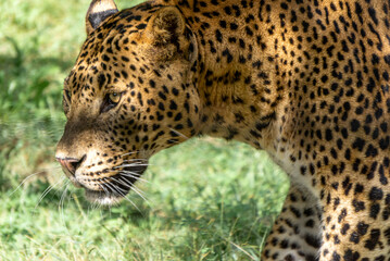 A leopard with its gaze focused on its prey