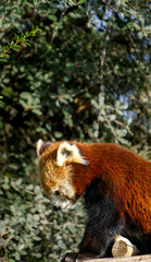 Red panda standing on a wooden platform and looking down