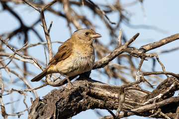 Crested Bellbird in South Australia