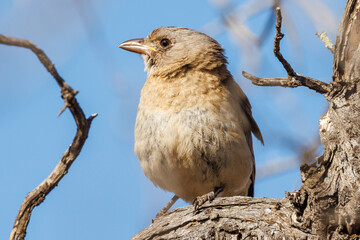 Crested Bellbird in South Australia