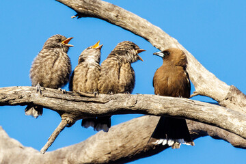 Dusky Woodswallow in South Australia