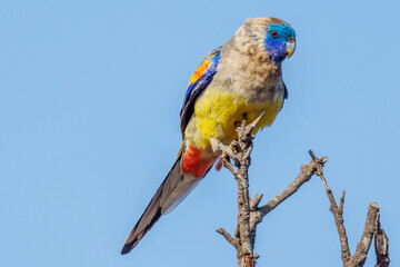 Naretha Bluebonnet in South Australia