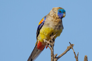 Naretha Bluebonnet in South Australia