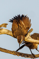 White-browed Babbler in South Australia