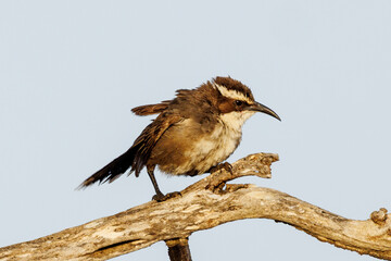 White-browed Babbler in South Australia