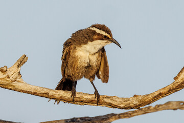 White-browed Babbler in South Australia
