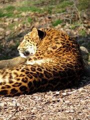 Guépard