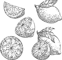 lemon yellow fruit set hand drawn vector. fresh citrus, leaf food, slice cut, green leaves, lemonade lemon yellow fruit sketch. isolated black illustration