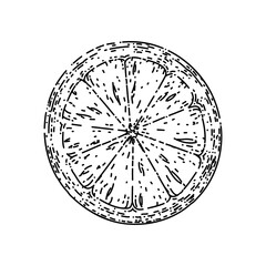 lemon ripe slice hand drawn vector. citrus cut food, freash fruit, half citron lemon ripe slice sketch. isolated black illustration