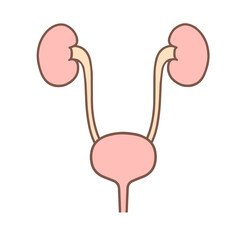 腎臓と膀胱、尿路、泌尿器系