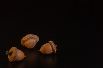 Acorns on a black background close-up